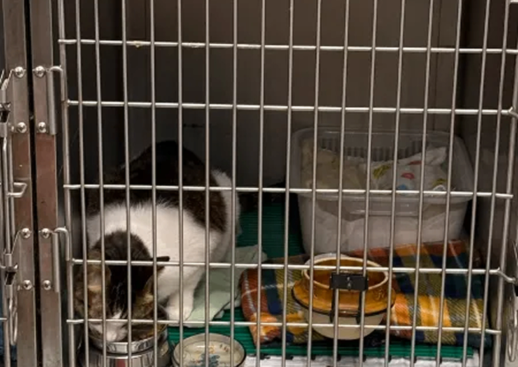 猫入院室