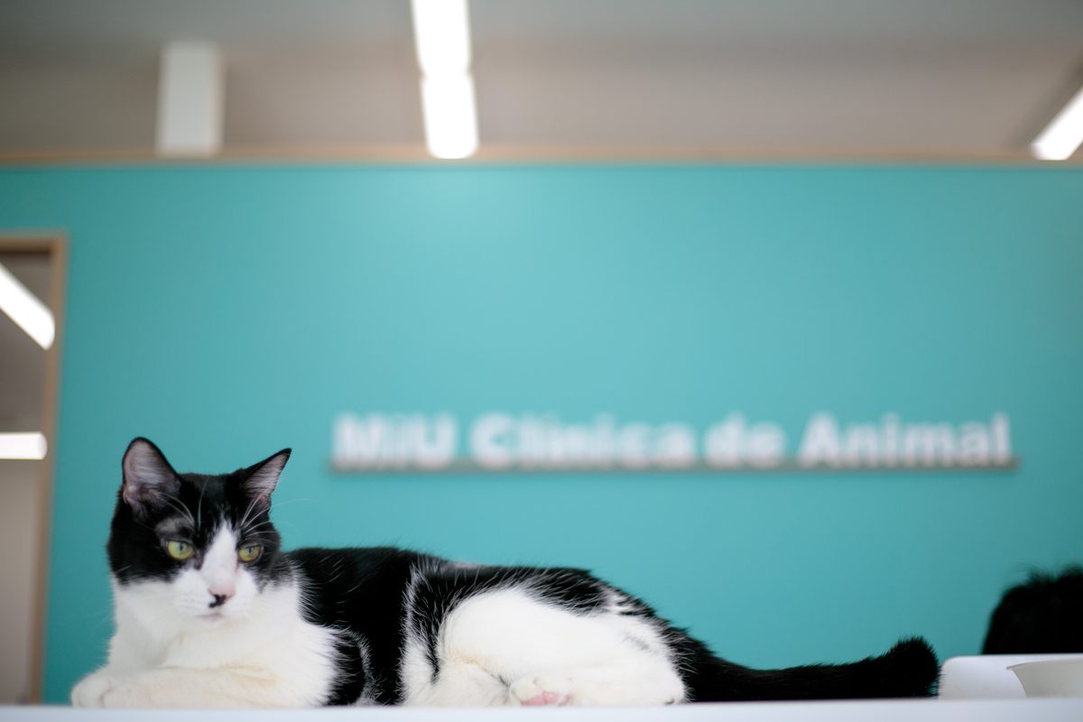 受付カウンターでくつろぐ猫