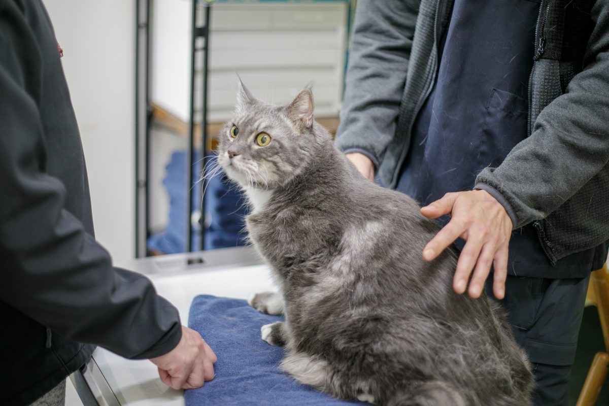 診察を受ける猫